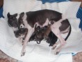 A litter Ready GO (Connely Brook ToT + Chester BSD)